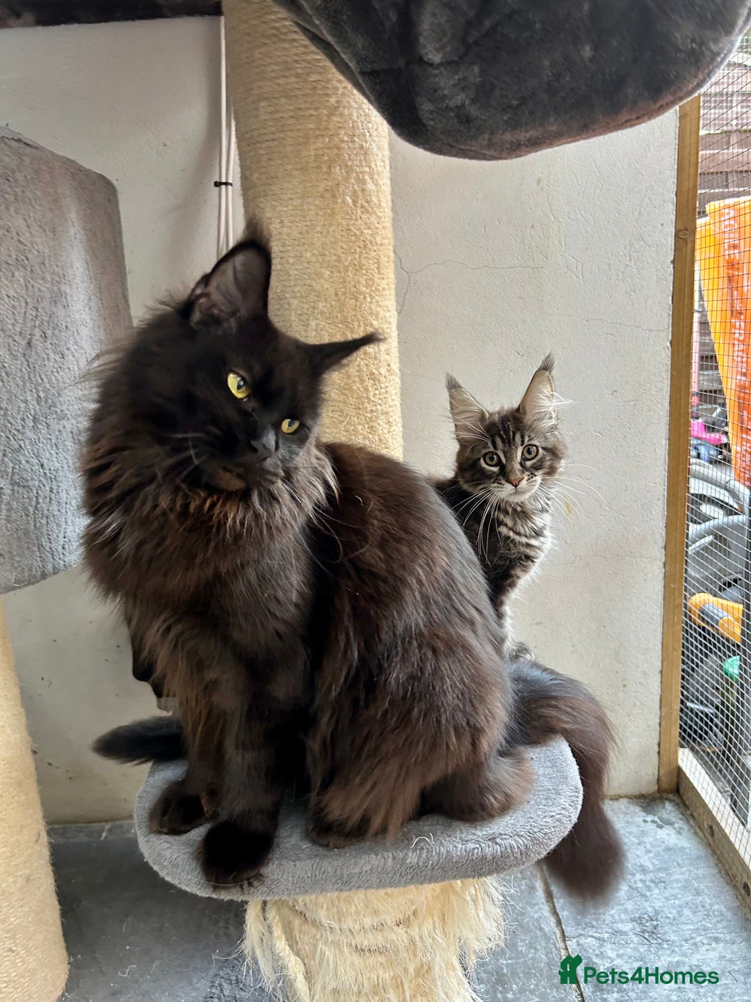 Maine Coon cats for sale: Pedigree TICA Registered Maine Coon Kittens - Image 17