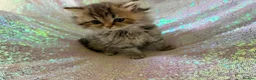 Persian cats for sale: Chinchilla persian kittens in Maidstone - Advert 3