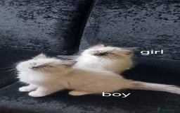 Ragdoll cats for sale: The most beautiful and adorable Ragdoll kittens  - Image 20