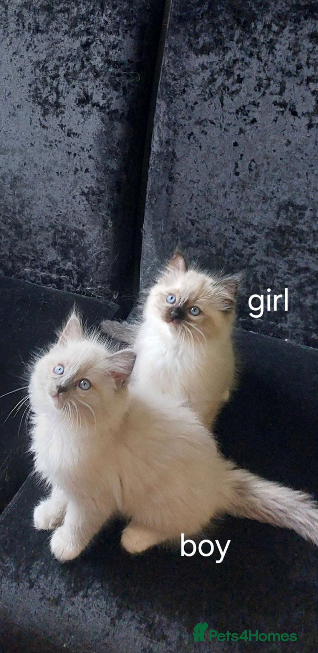 Ragdoll cats for sale: The most beautiful and adorable Ragdoll kittens  - Image 20