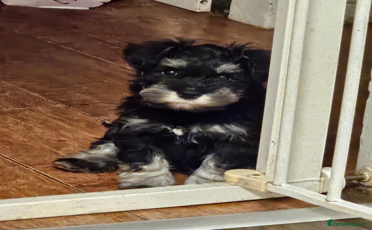 Miniature Schnauzer dogs - Advert 2