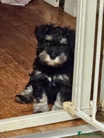 Miniature Schnauzer dogs Playful loving schnauzers - Advert 3