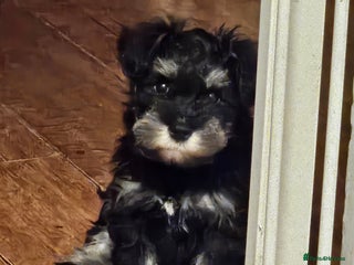 Miniature Schnauzer dogs - Advert 2