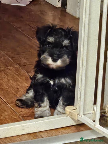 Miniature Schnauzer dogs - Advert 2