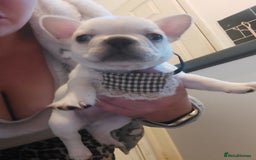 French Bulldog dogs for sale: 4 fluffy French bull dogs pups males 1 female  - Image 10