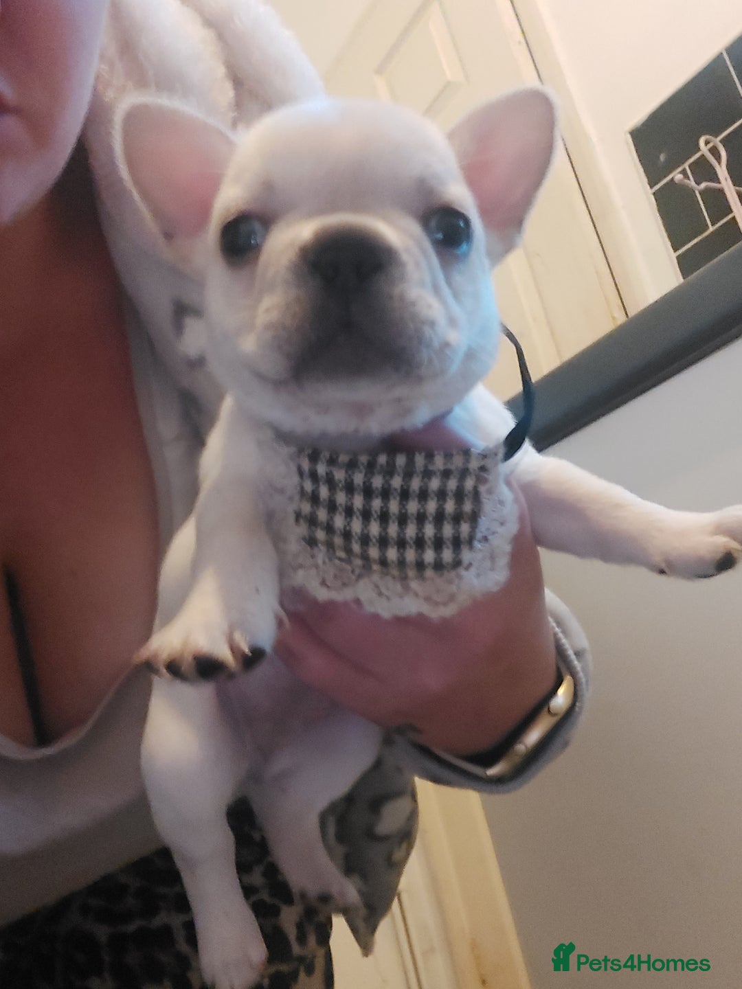French Bulldog dogs for sale: 4 fluffy French bull dogs pups males 1 female  - Image 10