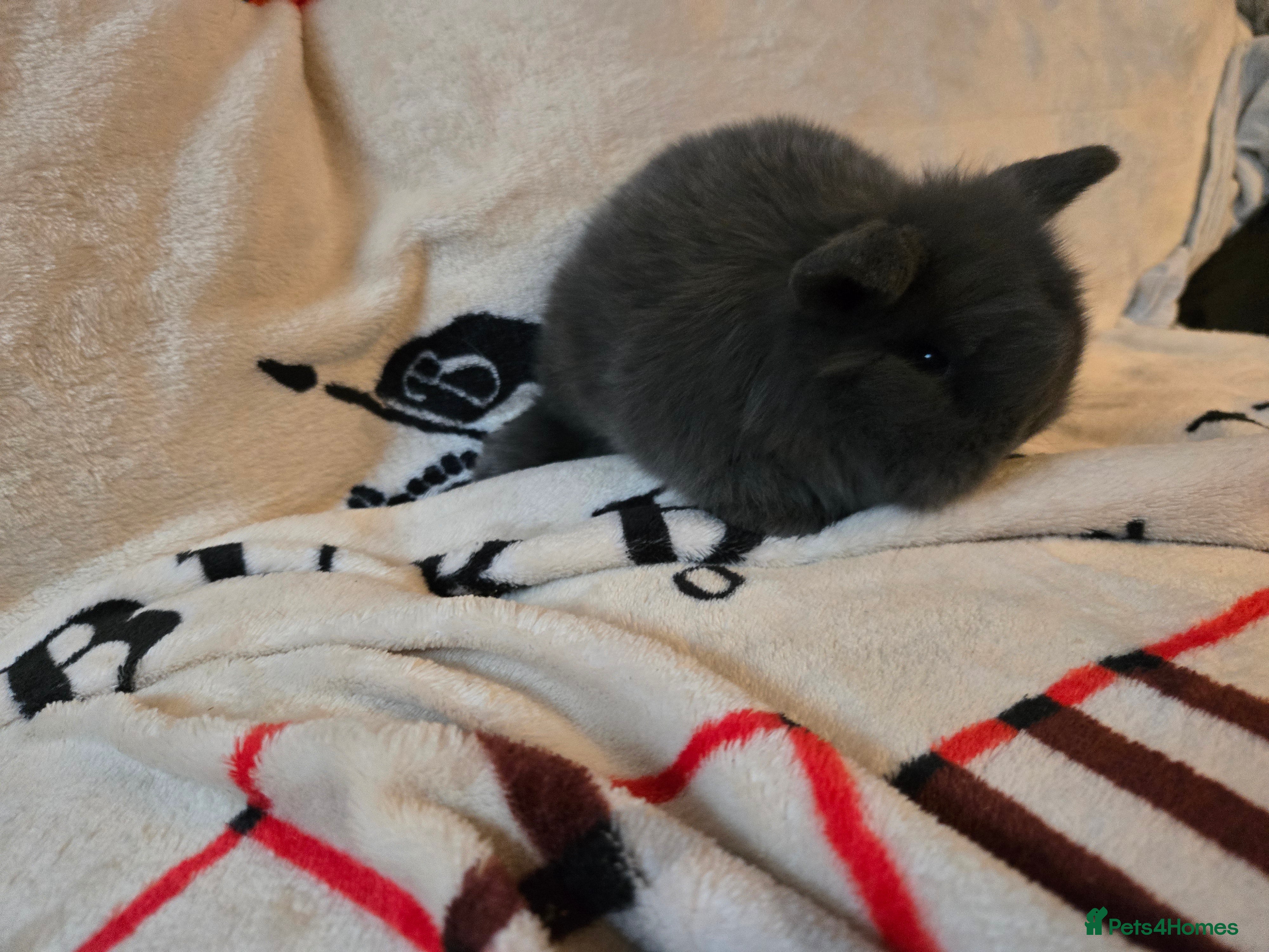 Mini Lop rabbits Stunning mini lops ready to secure. - Advert 16