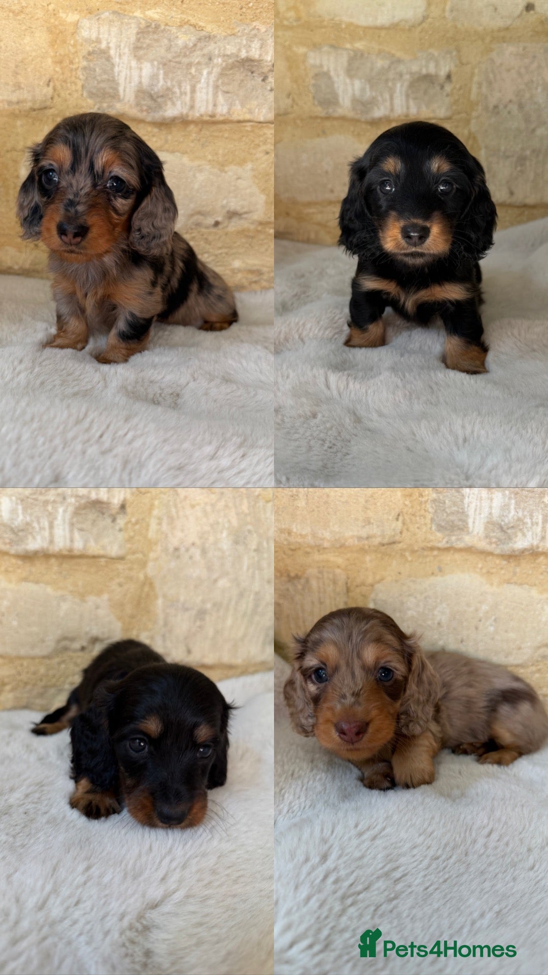 Miniature Dachshund dogs KC Long Haired Miniature Dachshund Puppies - Advert 3