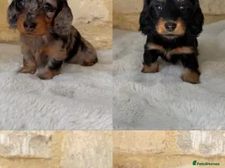 Miniature Dachshund dogs KC Long Haired Miniature Dachshund Puppies - Advert 3