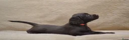 Cocker Spaniel dogs for sale: Chocolate Cocker Spaniel Puppies - Advert 4