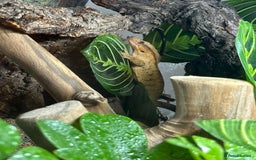 Gecko reptiles for sale: Male Crested Gecko & Bioactive Terrarium  - Image 3