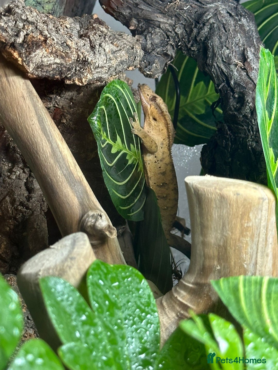 Gecko reptiles for sale: Male Crested Gecko & Bioactive Terrarium  - Image 3