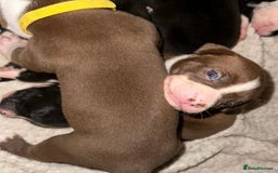 Mixed Breed dogs for sale: Olde English Bulldogge/Staffy bull Collie mix - Image 1