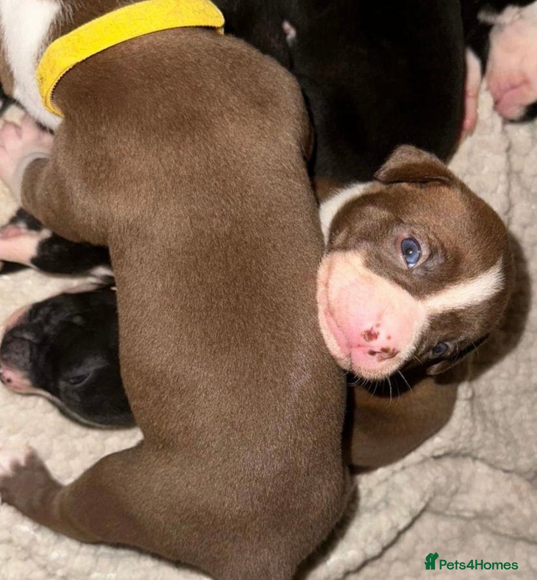 Mixed Breed dogs for sale: Olde English Bulldogge/Staffy bull Collie mix - Image 1