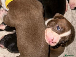 Mixed Breed dogs for sale - Advert 1