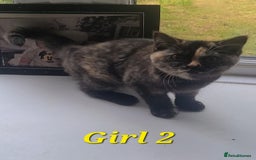 British Shorthair cats for sale: Ready to leave*bsh babies - Image 9
