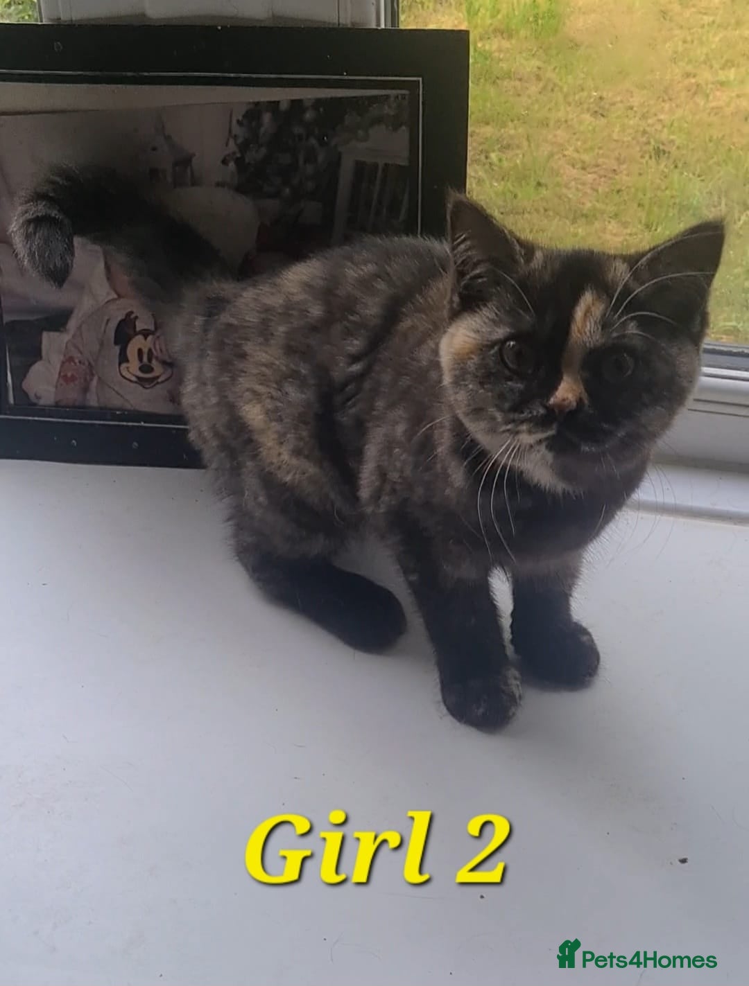 British Shorthair cats for sale: Ready to leave*bsh babies - Image 9