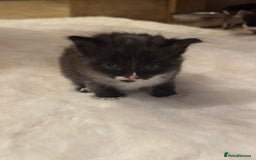 Ragdoll cats for sale: Half ragdoll stunningly marked kittens  - Image 26