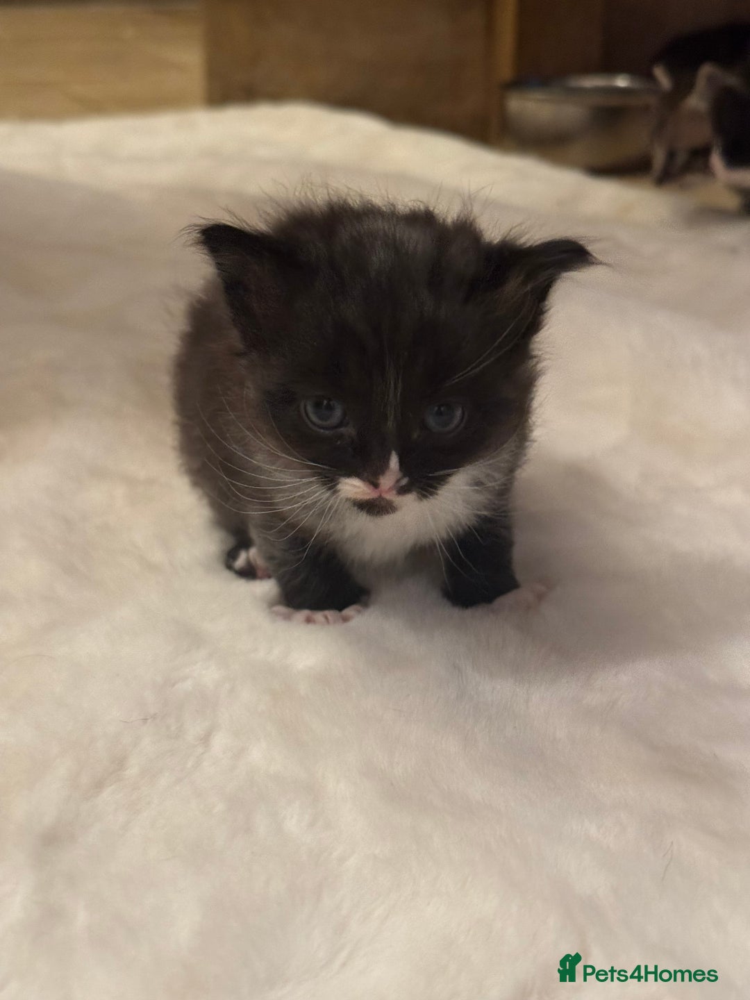 Ragdoll cats for sale: Half ragdoll stunningly marked kittens  - Image 26
