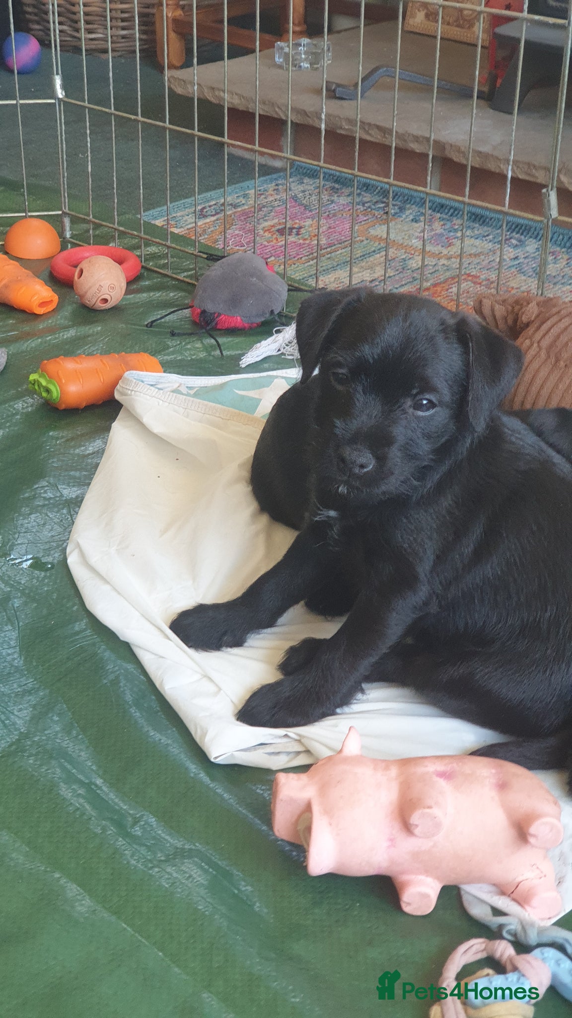Mixed Breed dogs for sale: Patterdale terriers for sale - Advert 4