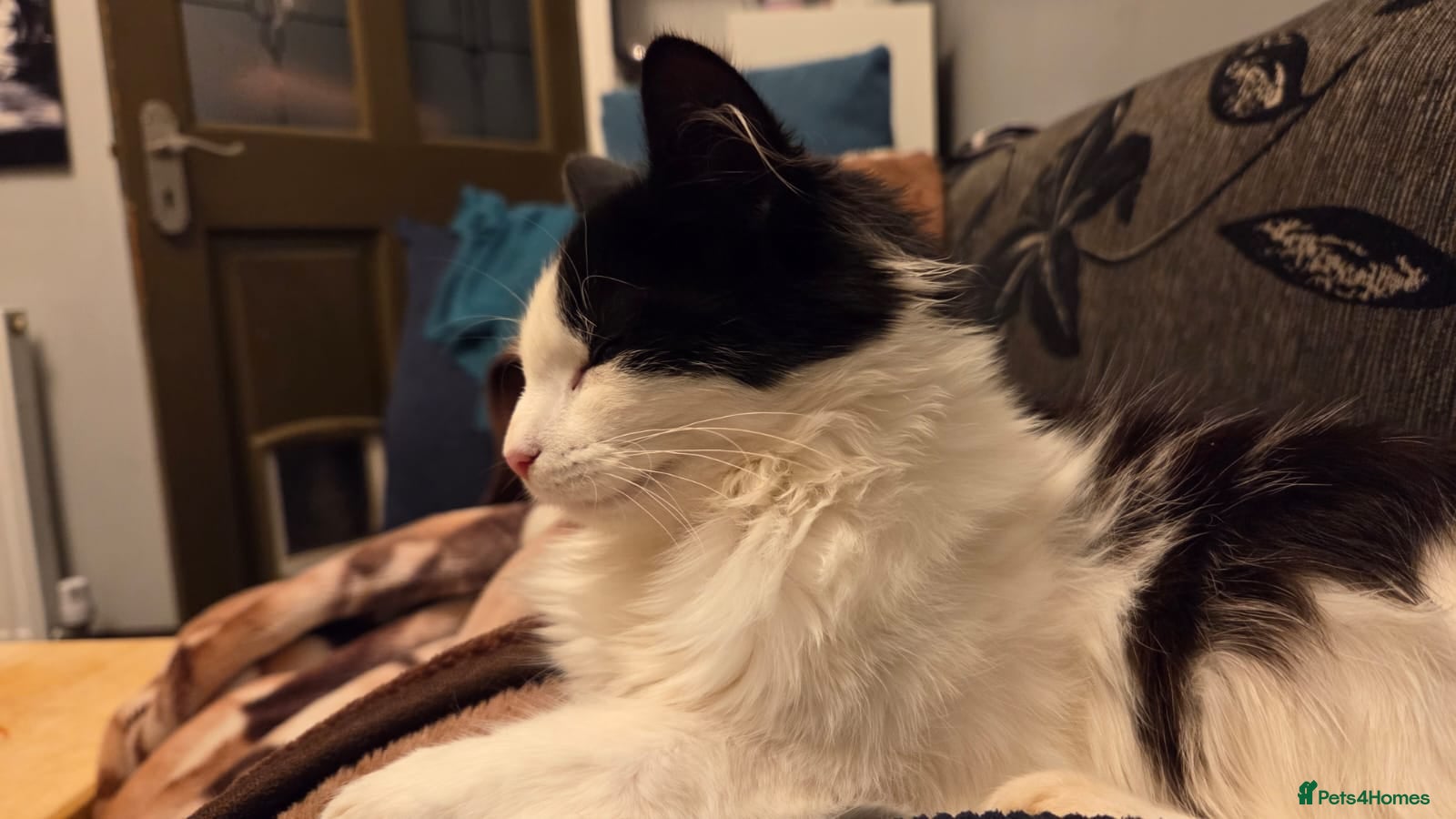 Mixed Breed cats for sale: Norweign mix beautiful cat - Advert 4