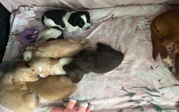 Cocker Spaniel dogs for sale: Working cocker spaniel puppies  - Image 9