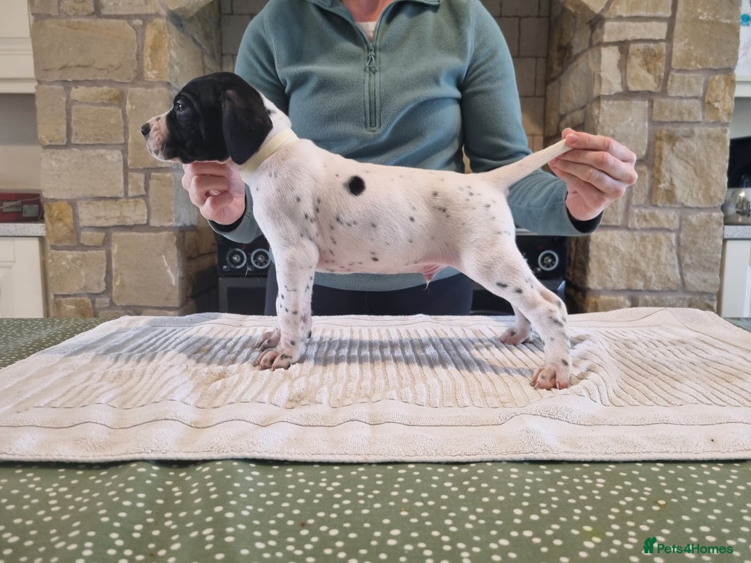 Pointer dogs for sale: 🪶 Pointer puppies 🪶 - Image 26