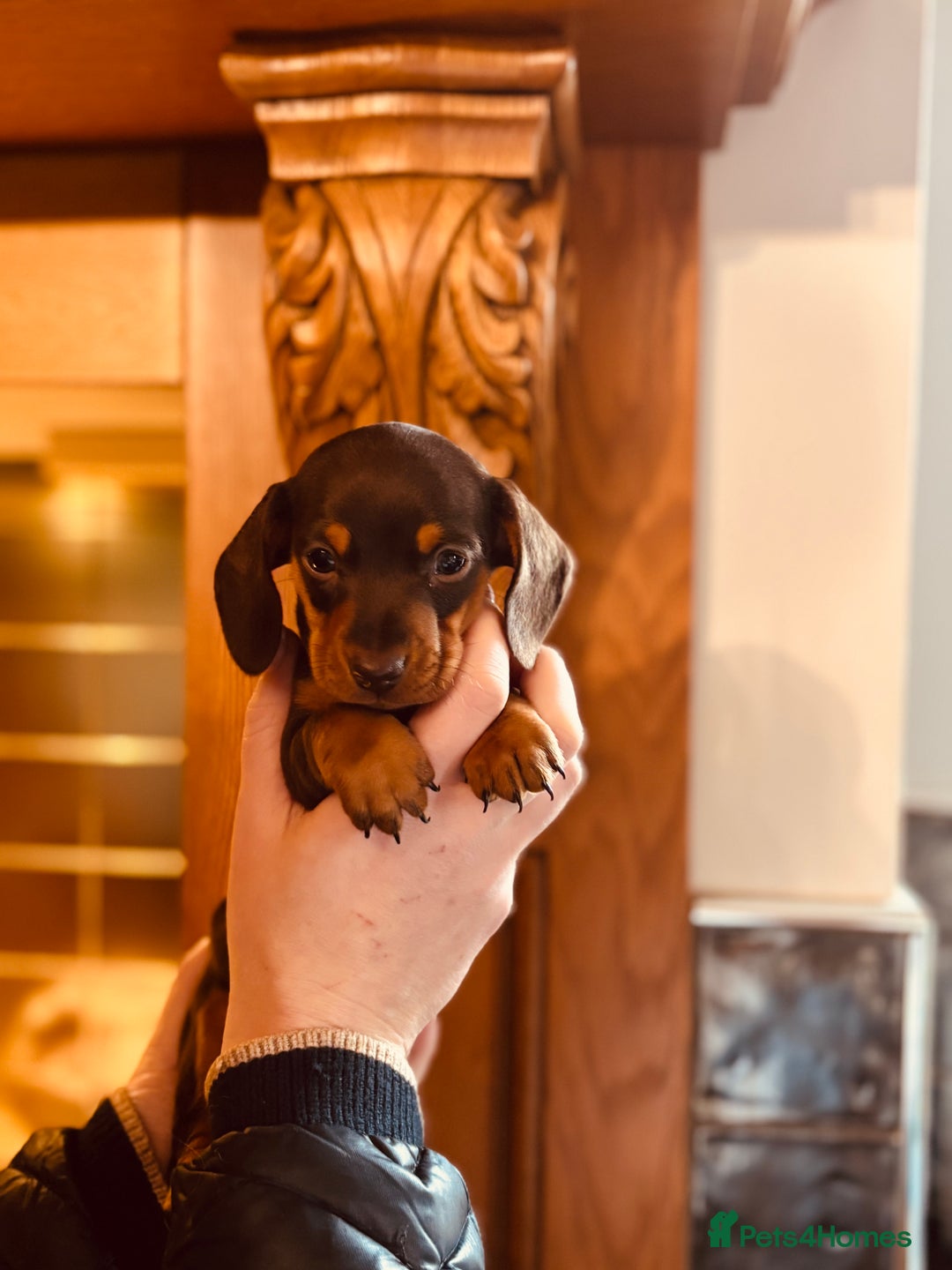 Miniature Dachshund dogs for sale: Stunning Smooth coat mini dashy girl available - Advert 6