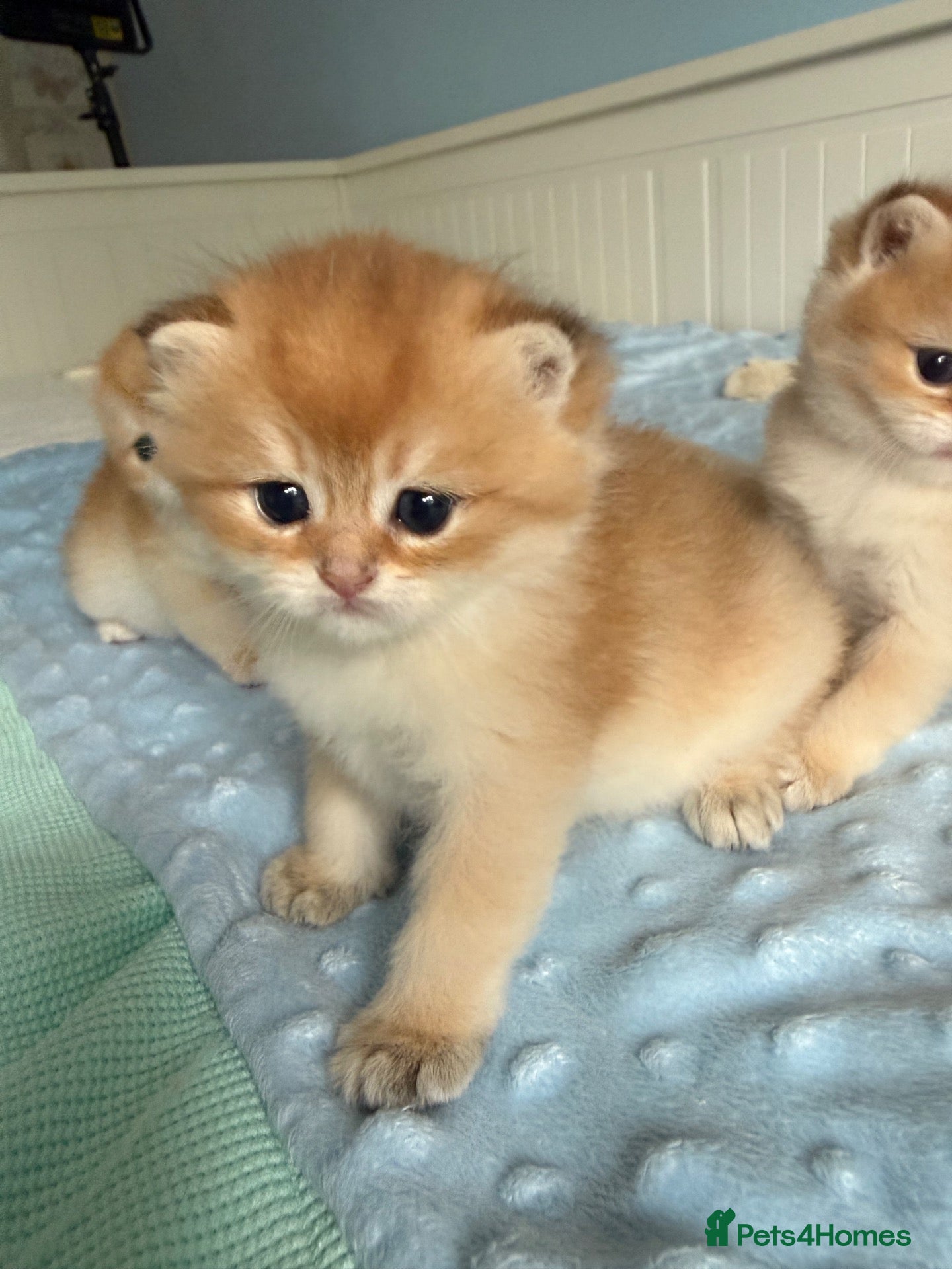 British Shorthair cats for sale: 🌟Rare Chocolate Golden BSH girls Tica registered  - Advert 1
