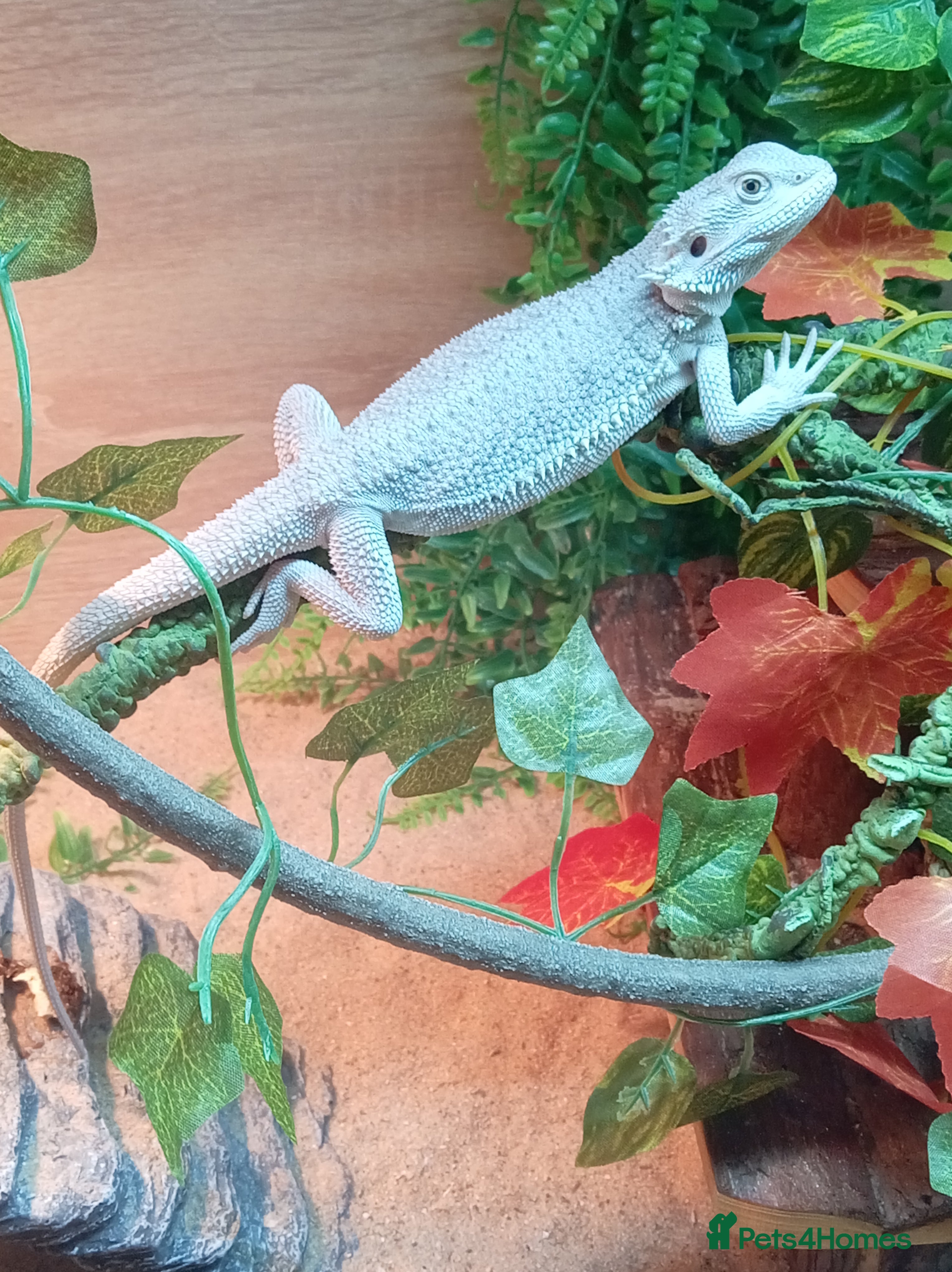 Bearded Dragon reptiles Hypo zero bearded dragon plus full setup - Advert 2