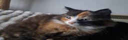 Mixed Breed cats for sale: Girl cat looking for a home - Advert 4