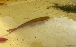 Koi Carp fish for sale: Brown Chagoi koi  - Image 3