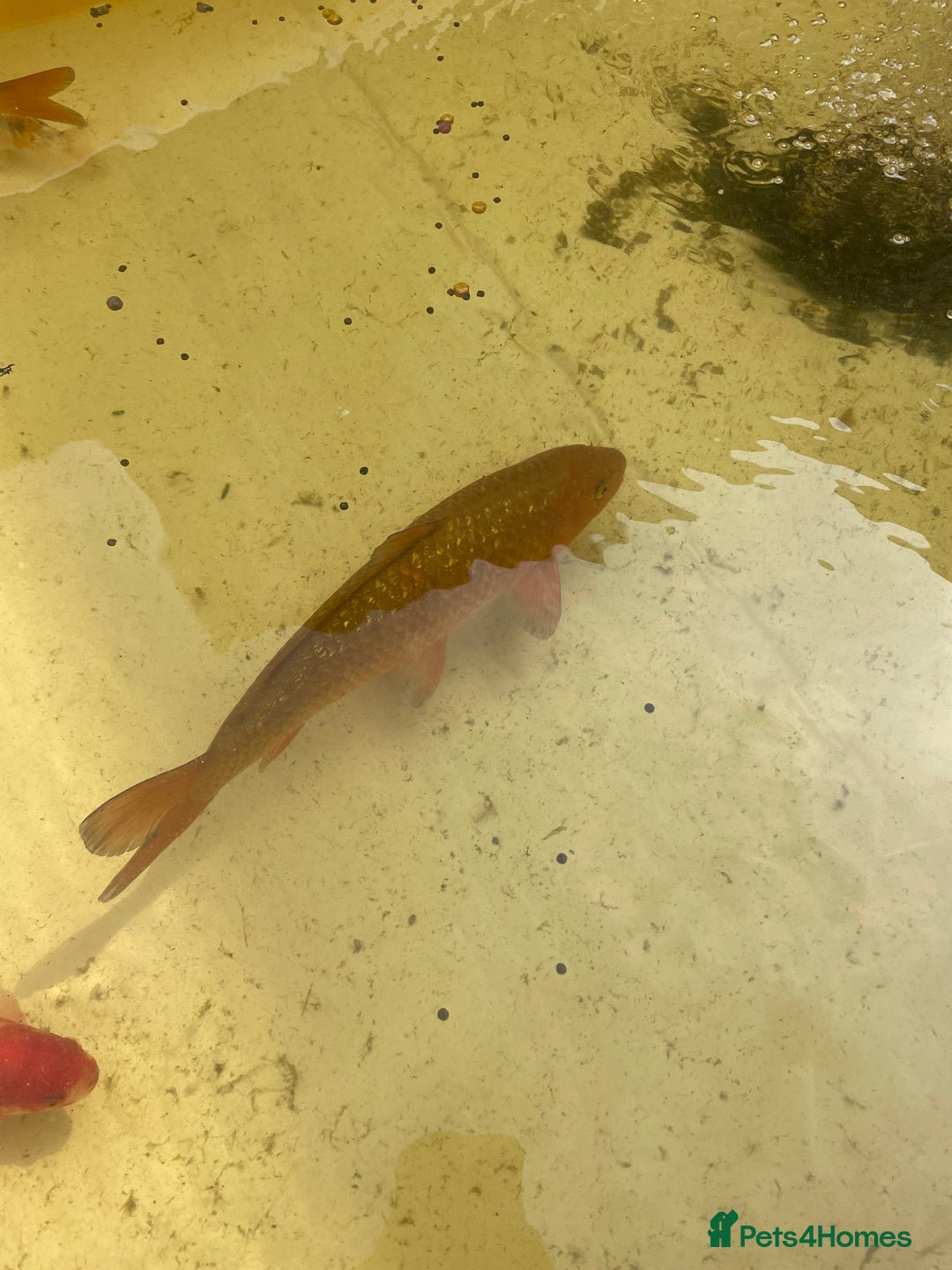 Koi Carp fish for sale: Brown Chagoi koi  - Image 3