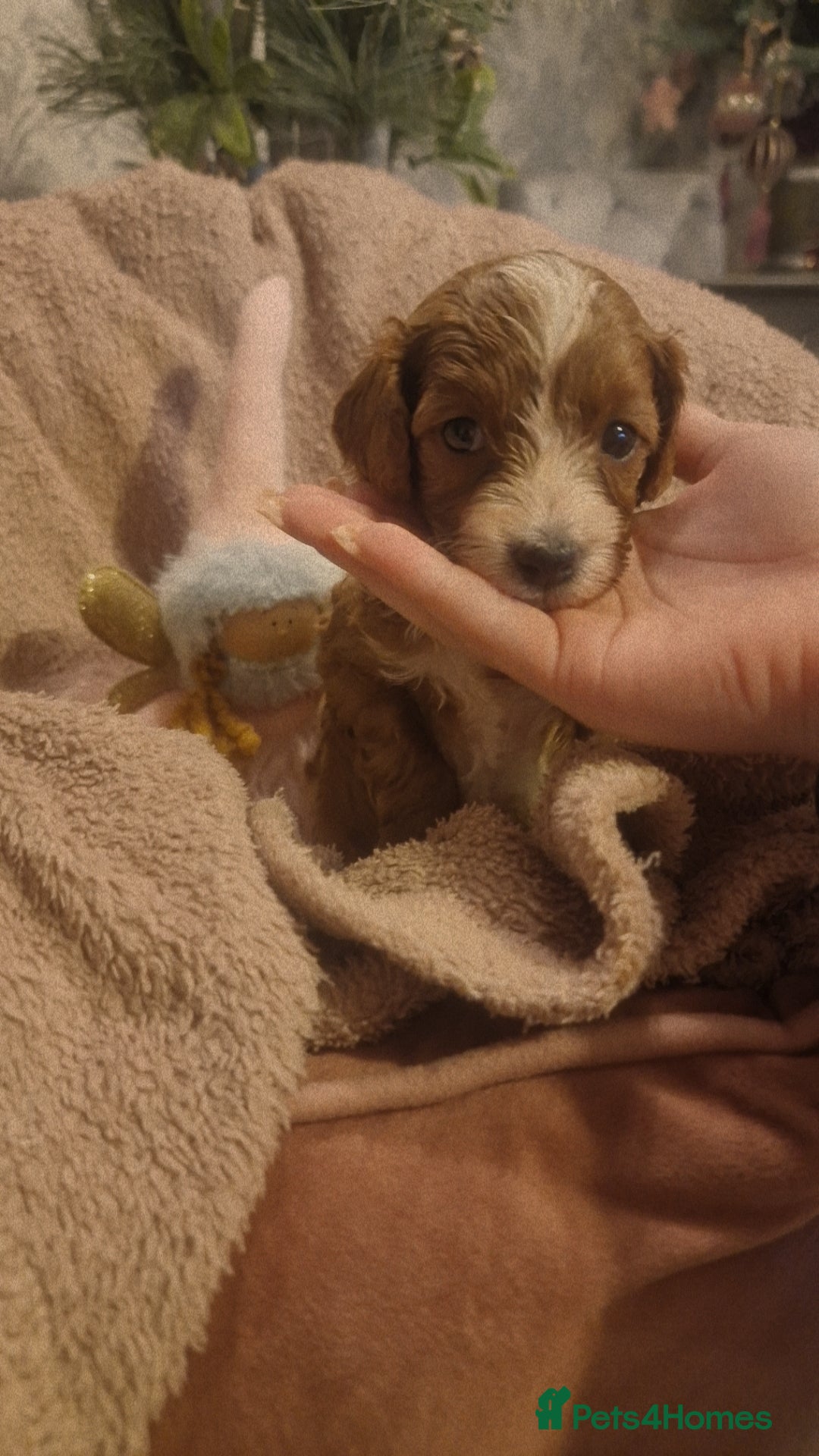 Cavapoo dogs for sale: Beautiful cavapoo puppies  - Advert 14