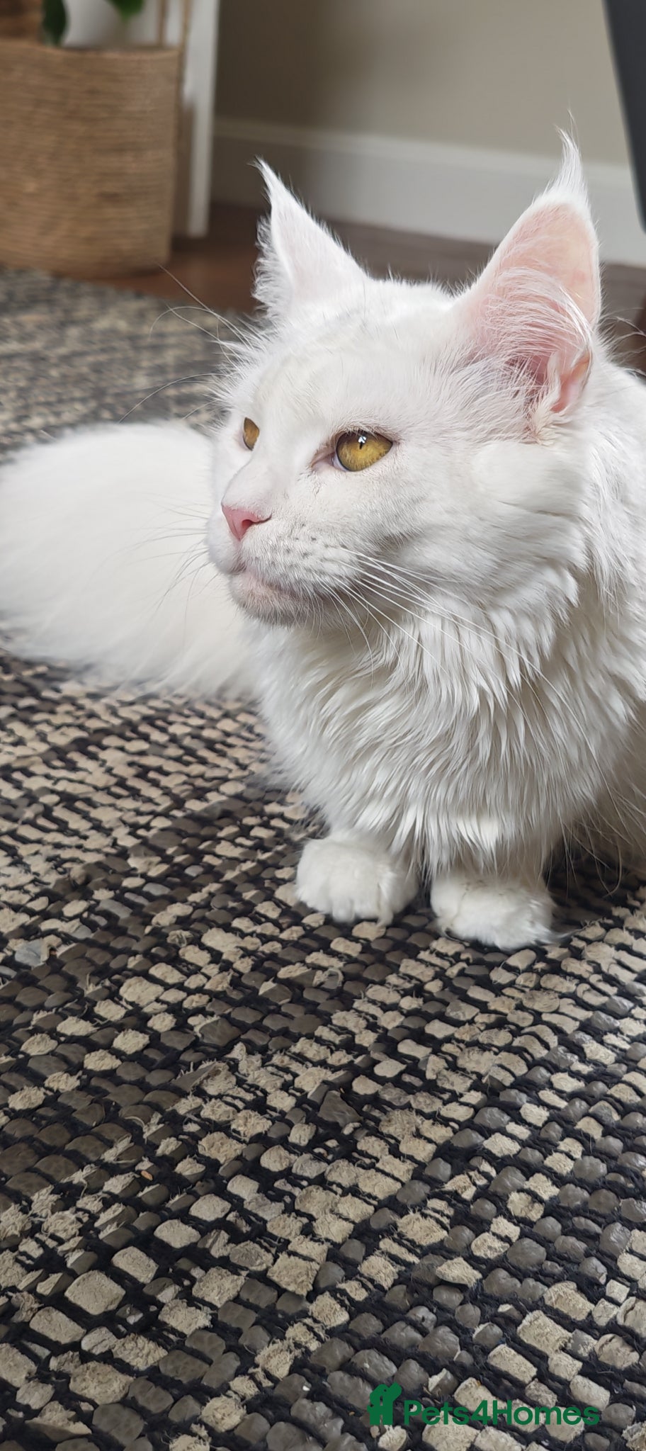 Maine Coon cats Exceptional Russian Line Maine coons - Advert 1