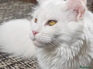 Maine Coon cats Exceptional Russian Line Maine coons - Advert 15