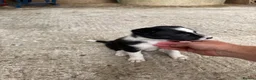 Welsh Collie dogs for sale: Adorable Mid Wales border collie puppies for sale - Advert 14