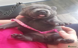 Staffordshire Bull Terrier dogs for sale: Beautiffull KC Staffordshire bull terrier  pups. - Image 9