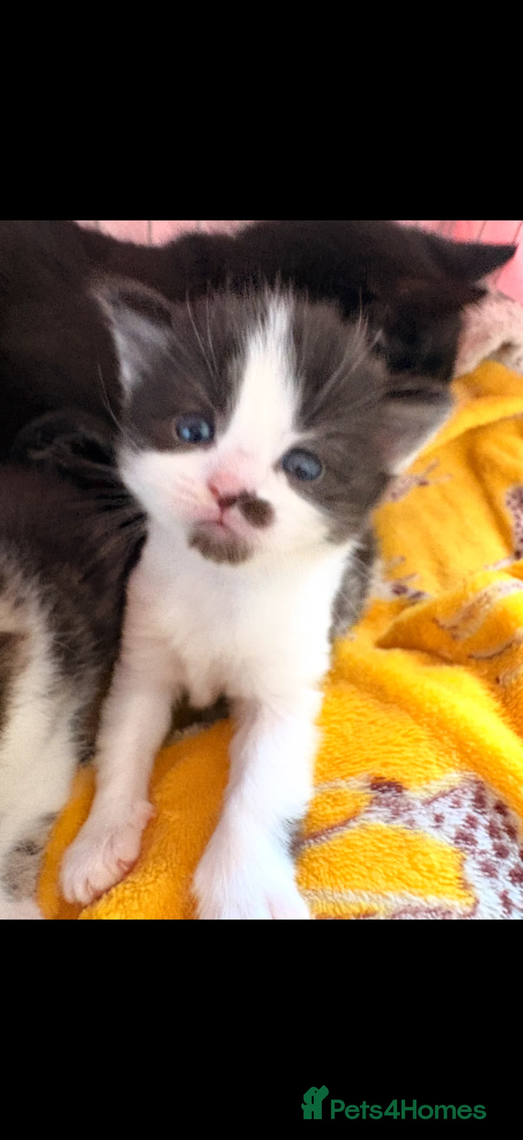 Mixed Breed cats for sale: 1x female kitten for sale - Advert 2