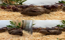 Guinea Pig rodents for sale: ✨Lots of Baby boy Guinea Pigs ✨🐹🩵 - Image 10
