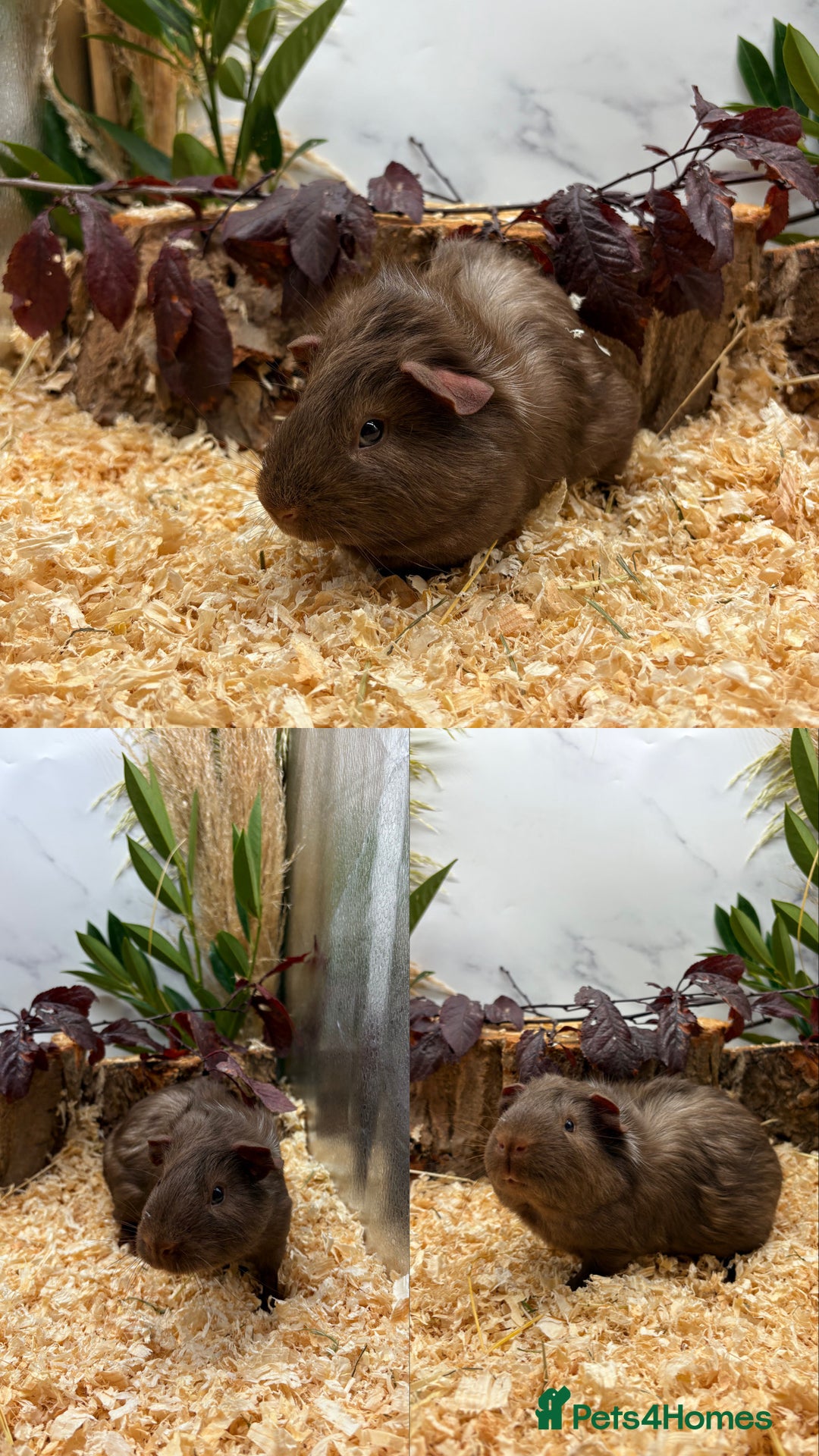 Guinea Pig rodents for sale: ✨Lots of Baby boy Guinea Pigs ✨🐹🩵 - Image 10