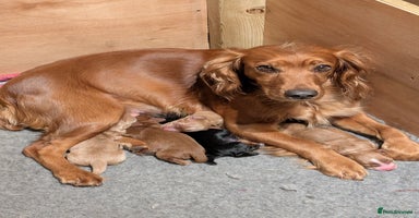 Cocker Spaniel dogs Working Cocker Spaniel Puppies needing loving home - Advert 5