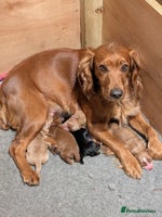 Cocker Spaniel dogs Working Cocker Spaniel Puppies needing loving home - Advert 3