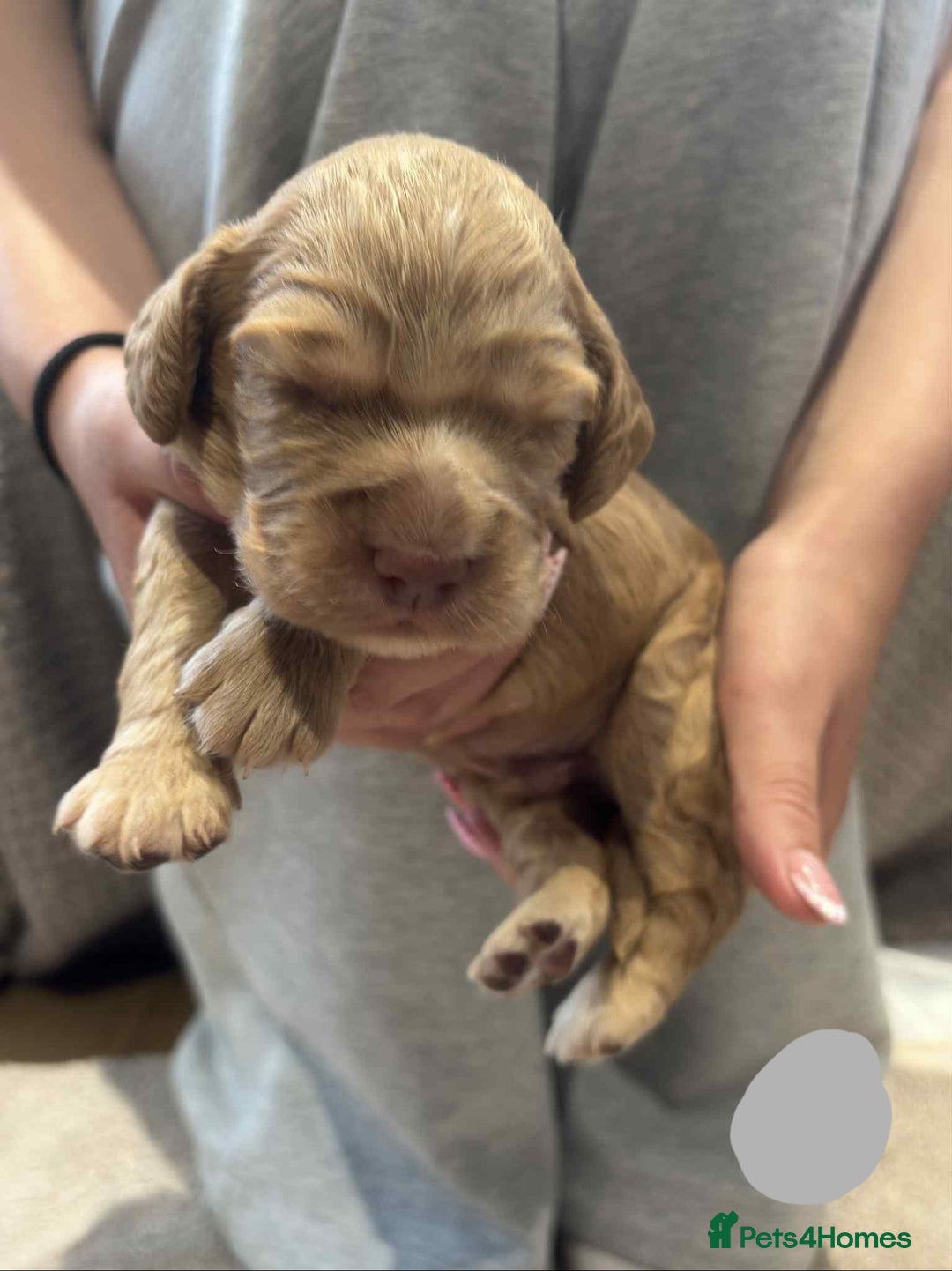 Cocker Spaniel dogs for sale: Working Cocker Spaniel Pups parents DNA tested - Image 20