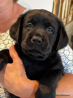 Labrador Retriever dogs Lovely black show bred puppies - Advert 1