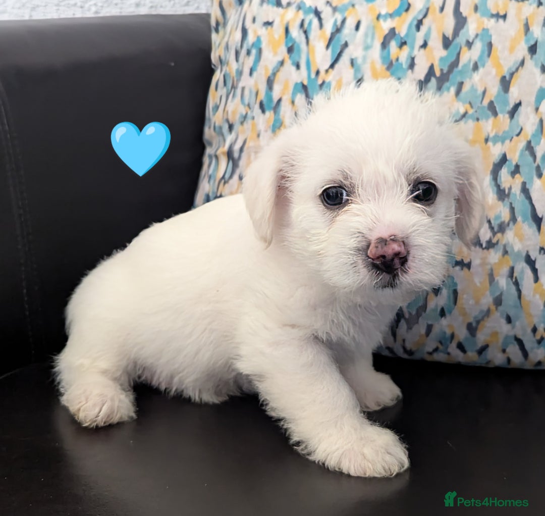 Cavachon dogs for sale: Cavachon Puppies - excellent example!  - Image 22