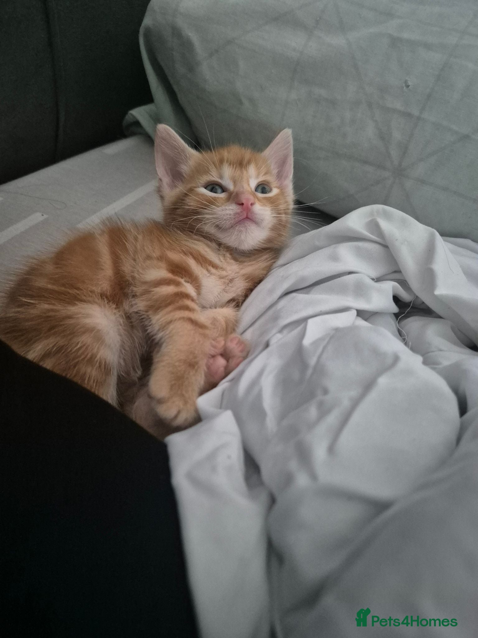 Mixed Breed cats Please read description!! 3 adorable - Advert 4