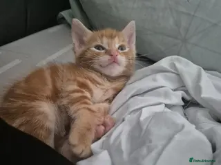 Mixed Breed cats Please read description!! 3 adorable - Advert 2