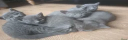 Mixed Breed cats for sale: Russian blue, mixed breed - Advert 2