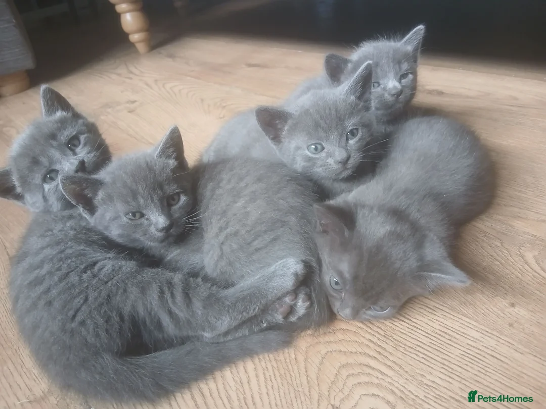 Mixed Breed cats for sale: Russian blue, mixed breed - Advert 2